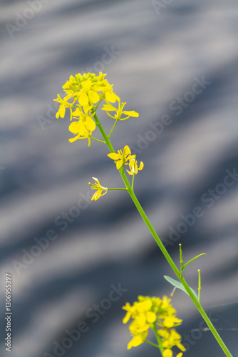 川岸の菜の花