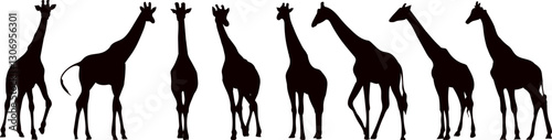Photography set of giraffes black silhouettes, vector