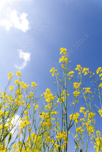 菜の花と青空