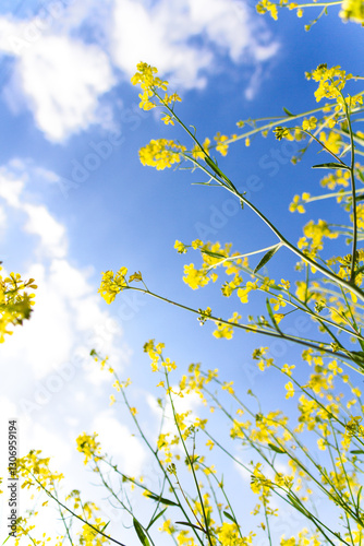菜の花と青空