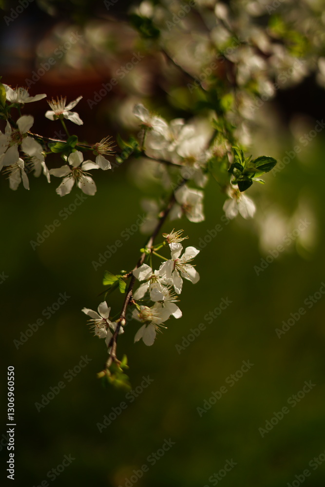 Naklejka premium A close-up of delicate cherry blossom branches, painted in soft pinks and whites, with petals gently falling. The scene captures the ethereal beauty of springtime, with muted green leaves 