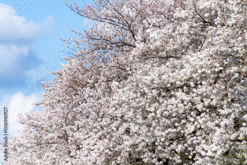 満開の桜