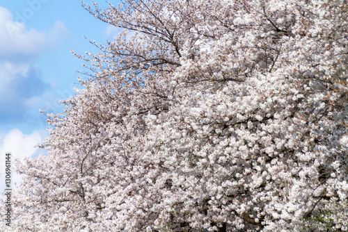 満開の桜
