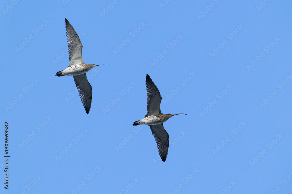 Obraz premium Two adult eurasian curlew (numenius arquata) in flight