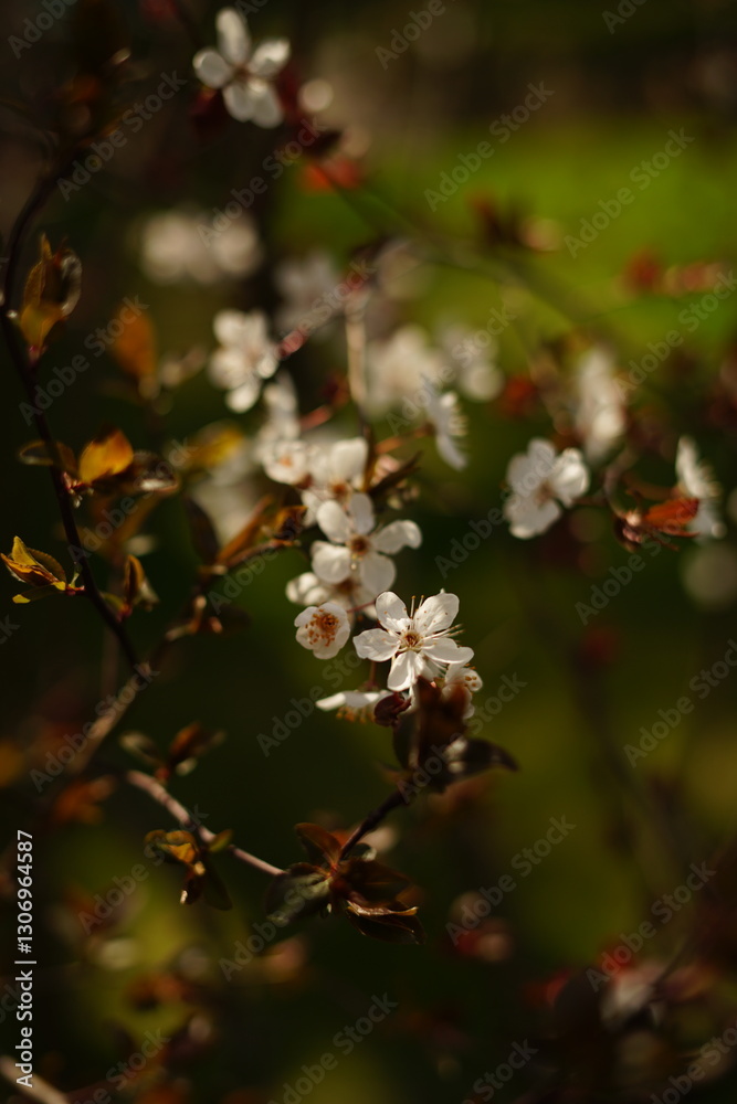 A close-up of delicate cherry blossom branches, painted in soft pinks and whites, with petals gently falling. The scene captures the ethereal beauty of springtime, with muted green leaves A close-up of delicate cherry blossom branches, painted in soft pinks and whites, with petals gently falling. The scene captures the ethereal beauty of springtime, with muted green leaves