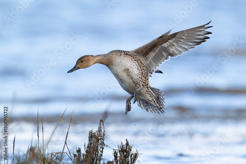 adult female northern pintail (anas acuta) in flight photo