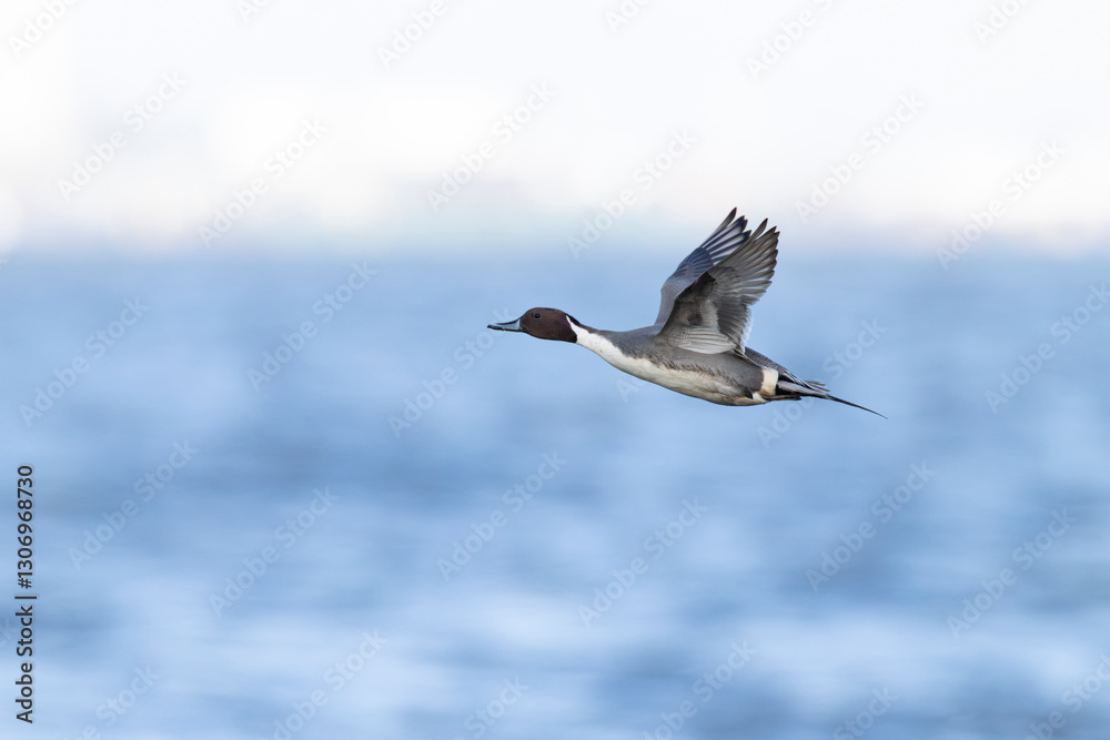 Obraz premium Adult male northern pintail (anas acuta) in flight