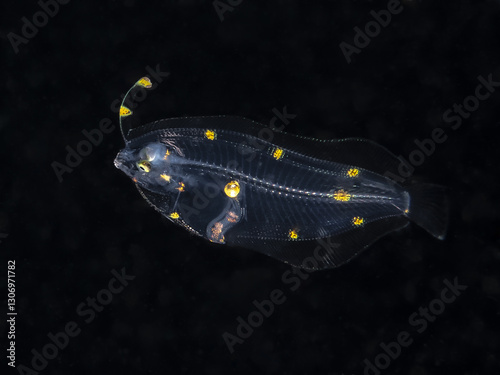 Fotomural Flatfish (Bothidae) larval stage. Blackwater dive.