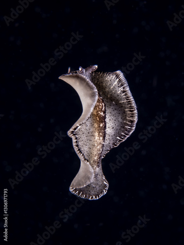 Cuadro en lienzo Flat worm (Pseudobiceros sp) dance - blackwater dive