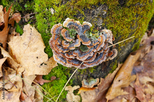 The mushroom has distinctive fan-shaped caps with concentric zones of various shades of brown, gray, and white. The texture of the mushroom appears velvety or suede-like. photo