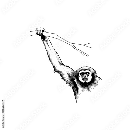 Gibbon Hanging from Branch