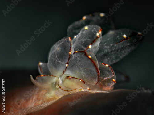 Bild auf Leinwand Butterfly cyerce nudibranch (Cyerce elegans)