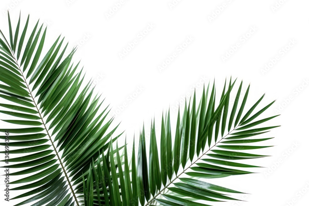 Obraz premium Palm leaves tree plant.