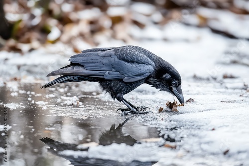 A curious crow pecking at frozen ground, hoping to find a meal.