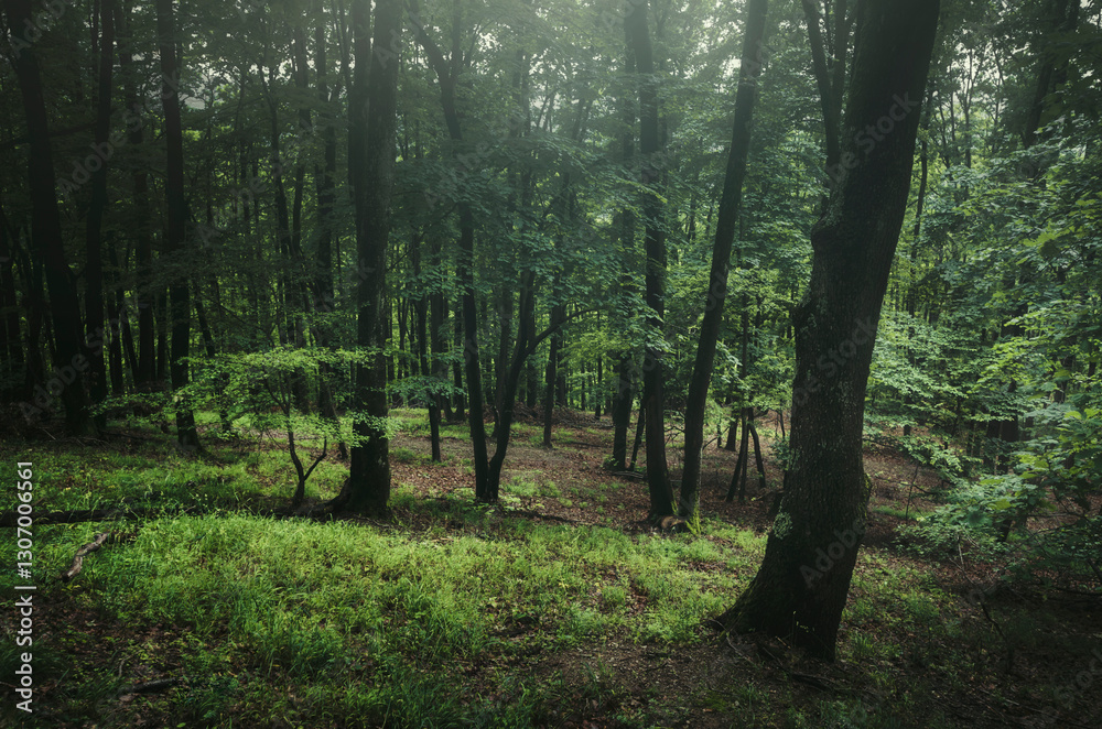 Fototapeta premium dark forest with green foliage and grass