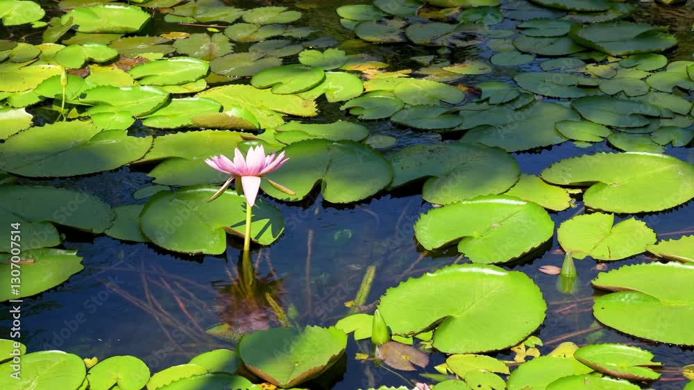 Tropical water lily pond, serene nature landscape with pink lotus flower. Zen garden oasis.Delicate pink lotus sways in the wind amidst lush lily pads Tropical water lily pond, serene nature landscape with pink lotus flower. Zen garden oasis.Delicate pink lotus sways in the wind amidst lush lily pads