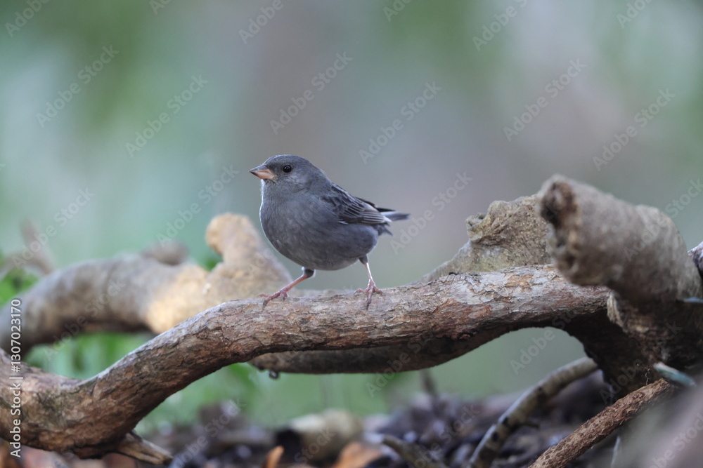 The grey bunting (Emberiza variabilis) is a species of bird in the family Emberizidae. This photo was taken in Japan. The grey bunting (Emberiza variabilis) is a species of bird in the family Emberizidae. This photo was taken in Japan.