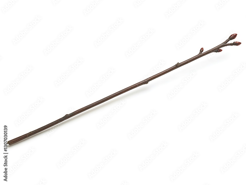 A brown twig displaying buds against a stark white background A brown twig displaying buds against a stark white background