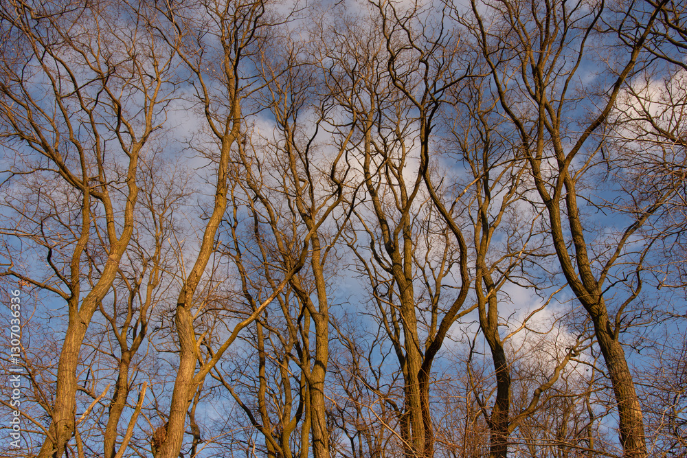 Intricate Bare Tree Branches Against a Blue Sky – Winter Nature Background Intricate Bare Tree Branches Against a Blue Sky – Winter Nature Background