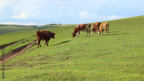 Cow in the field