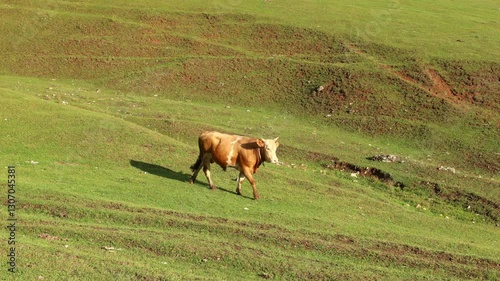 Cow in the field