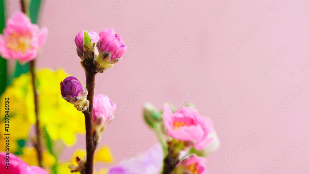 Fototapeta premium 早春に咲く、ピンクの桃の花とピンク色の背景
