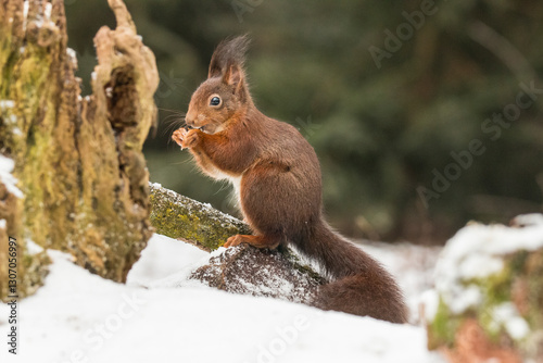 Red Squirrel, Squirrel