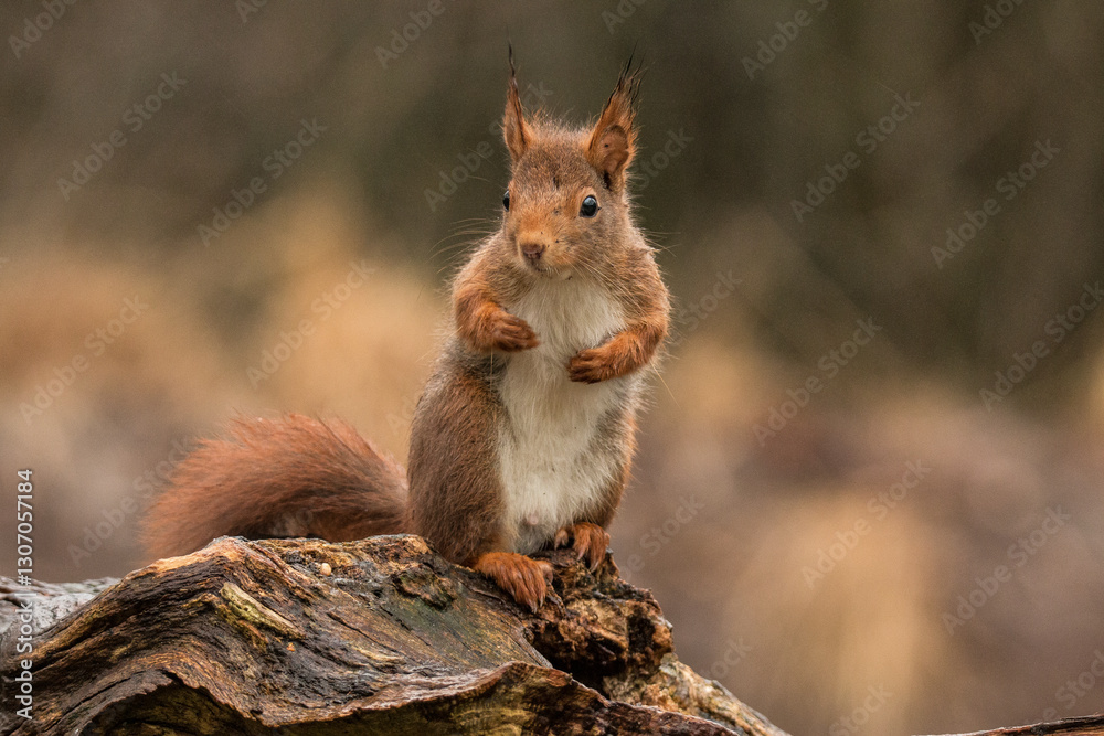 Fototapeta premium Red Squirrel, Squirrel
