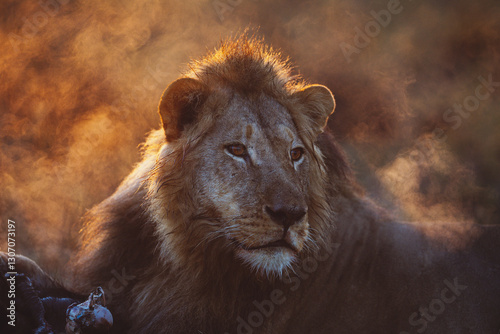 Male lion eating on a kill in the early morning near the Hwange nationalpark with illuminated breath by the golden morning light photo