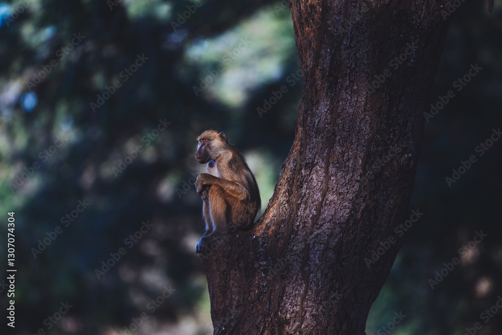 Monkey sitting on a tree in Lower Zambezi Nationalpark in Zambia illuminated by the afternoon sun Monkey sitting on a tree in Lower Zambezi Nationalpark in Zambia illuminated by the afternoon sun