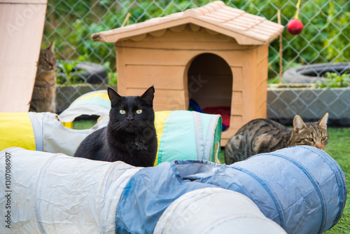Cats in a cat shelter playground playing with pet kennel and fun play tunnels. Cats rescued from dangerous construction zone cared by kind volunteer people. Cats protection charity NGO. Cats playing.