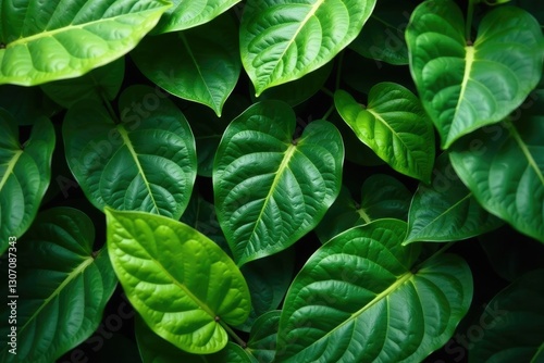 Leafy greens and sharkara varatti on the ground, tropical plants, leaf texture