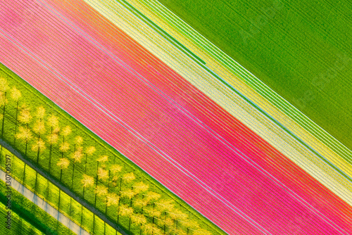 Aerial view of the tulips field. Landscape from a drone. Netherlands from air. Natural background from drone. Photo for wallpaper, postcard, background.
