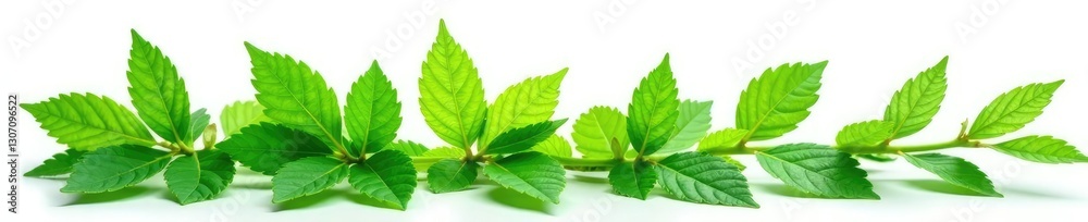 Green leafy weed isolated on white background, nature, foliage Green leafy weed isolated on white background, nature, foliage