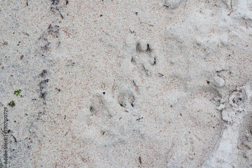 sand texture on the beach, background, animal footprints, dog legs footprints on the beach