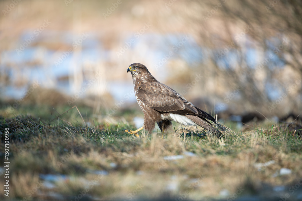 Fototapeta premium A buzzard walking on the shore of a pool
