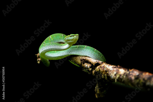 green tree python