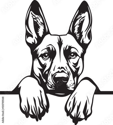 adorable peeking belgian malinois dog