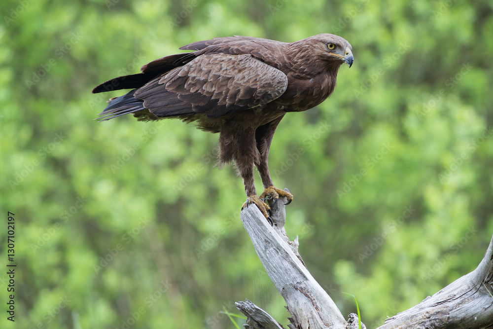 Fototapeta premium A menacing eagle on a branch against a green background