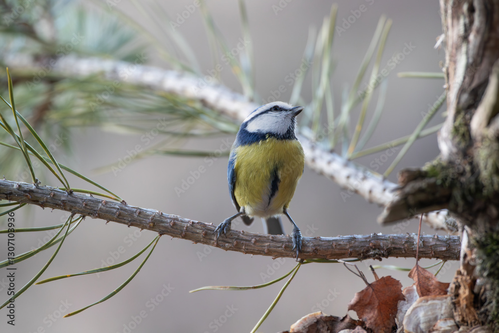 Fototapeta premium A blue tit on a branch looking up