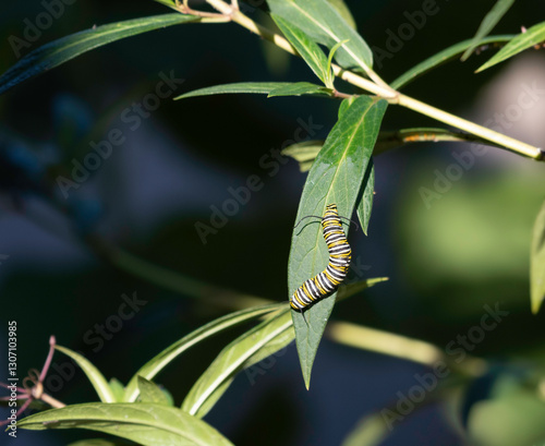 A monarch caterpillar crawls on some milkweed in Ontario, Canada.