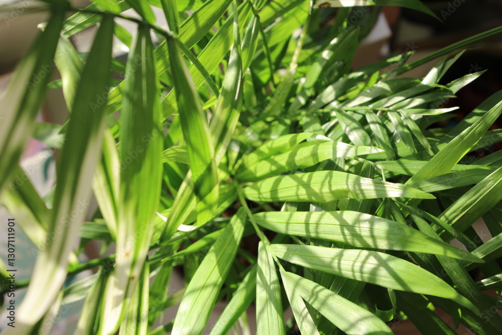 Naklejka premium a fresh green leaf on the kokedama plant in the house, sun light around; closeup photo background; beautiful home grown flora design; natural patterns and fresh elements, wallpaper.