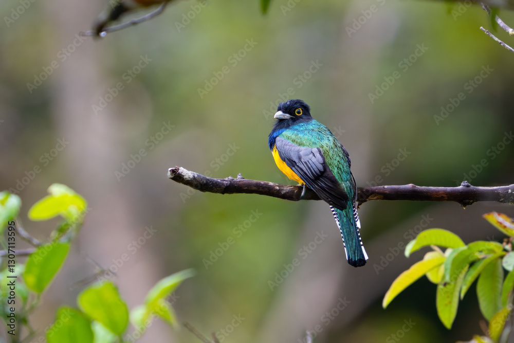 The gartered trogon, Trogon caligatus, known as the northern violaceous trogon The gartered trogon, Trogon caligatus, known as the northern violaceous trogon