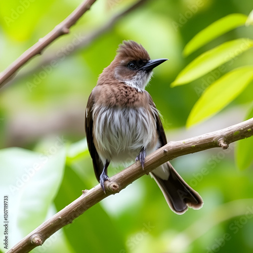 Endemic Seychelles Bulbul (Hypsipetes crassirostris) perched on a branch