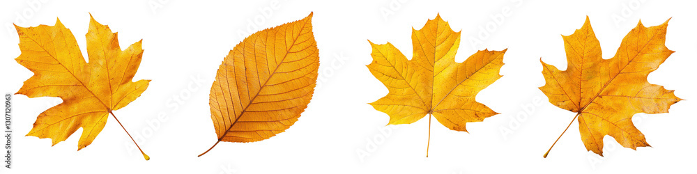 Vibrant Autumn Leaves in Warm Fall Colors   Scattered fallen maple oak and ash leaves in shades of yellow orange and brown creating a natural autumn scene