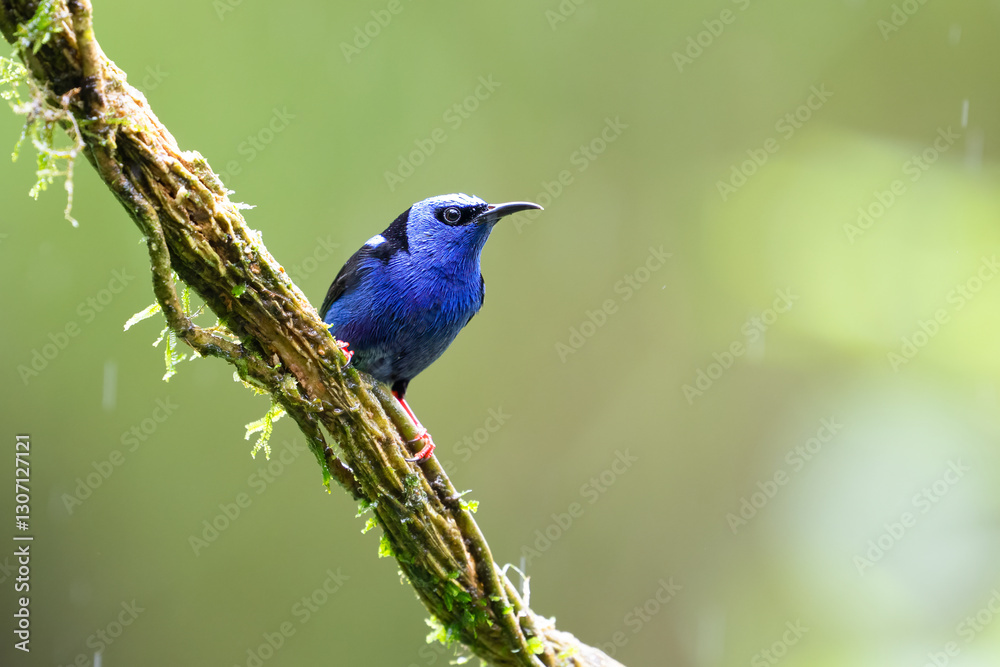 Fototapeta premium The red-legged honeycreeper, Cyanerpes cyaneus, in a heavy rain
