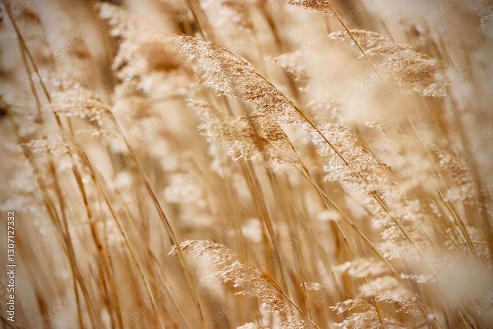 Fototapeta premium Getreidefeld