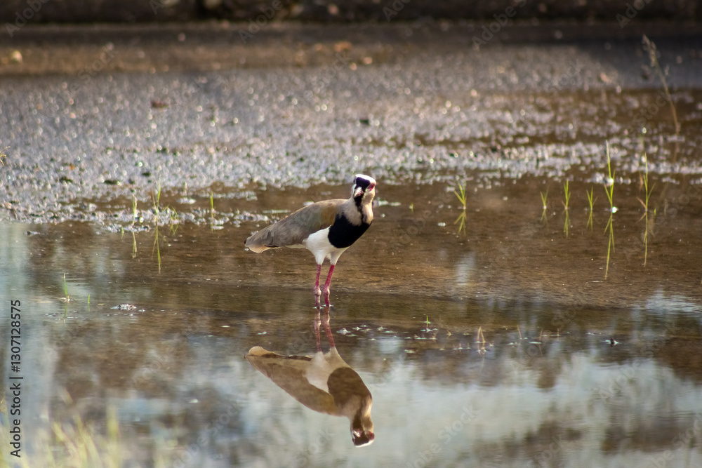 A black-crowned lapwing (Vanellus vanellus) in Venezuela A black-crowned lapwing (Vanellus vanellus) in Venezuela