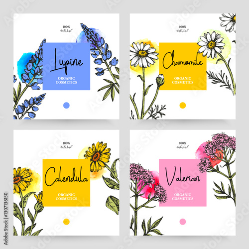 Hand drawn set sketch watercolor wildflowers background. Vector illustration of medical herbs and flowers. Natural cosmetics packaging design