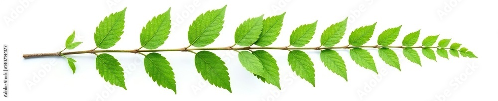 Leafy branch with ferns isolated on white background, green, leaves Leafy branch with ferns isolated on white background, green, leaves